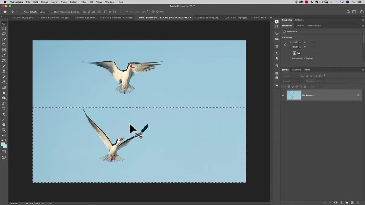 Seam visible after moving bird with Rectangular Marquee